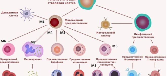 Лейкоз: симптомы у детей, признаки, как проявляется, что это такое