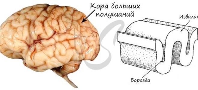 Передний мозг: анатомия, функции, взаимодействие с другими частями мозга