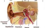 Гул в ушах: причины, почему гудит в правом и левом, лечение заложенности, что делать, если низкочастотный в тишине и как в трансформаторе, как убрать