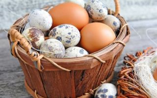 Польза и вред перепелиных яиц: химический состав продукта и варианты приготовления в домашних условиях, возможные противопоказания и побочные эффекты