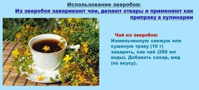 Зверобой: лечебные свойства и противопоказания