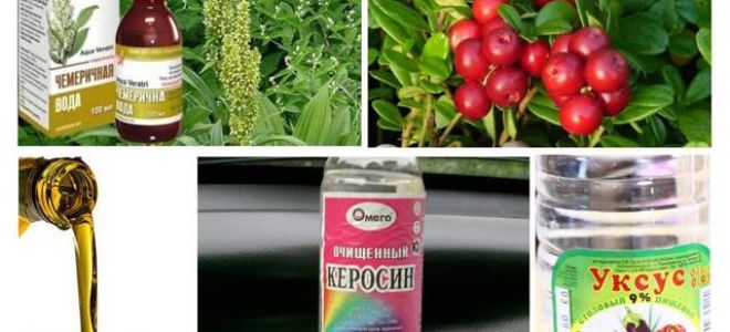 Что такое педикулез: разновидности патологии, способы передачи и характерные симптомы, обзор инсектицидов для борьбы со вшами, действенные меры профилактики