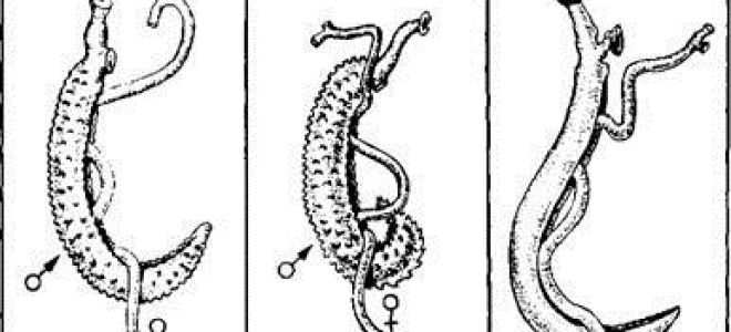 Кровяной сосальщик: жизненный цикл, описание и вызываемые заболевания