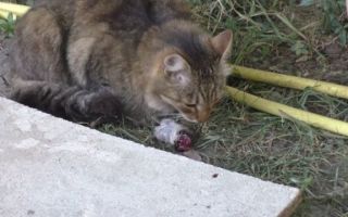 Кот съел отравленную мышь – симптомы, помощь, последствия
