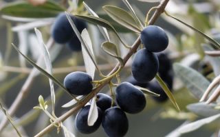 Оливки – польза и вред для организма