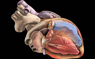 Причины замирания сердца, симптомы требующие обращения к врачу и методы лечения