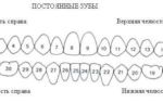 Нумерация зубов у взрослого человека и ребенка в стоматологии: схема зубного рядя, порядок расположения