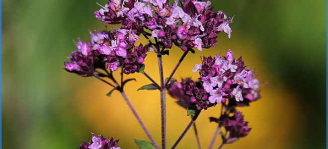 Сухой кашель: лечение медикаментозными и народными средствами
