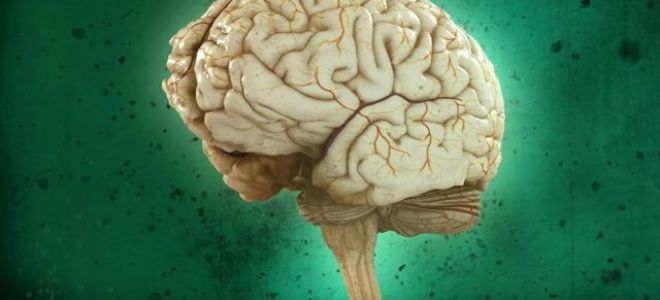 Отделы головного мозга и их функции – Таблица