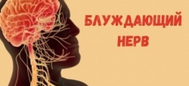 Блуждающий (вагусный) нерв: что это такое, где находится, симптомы и лечение его повреждений