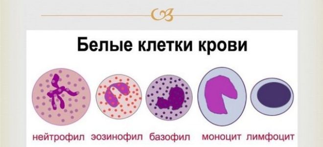 Нормы нейтрофилов у женщин, мужчин и детей по возрастам, причины отклонений, дополнительные обследования и лечение