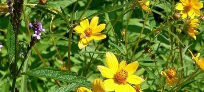 Череда: лечебные свойства и противопоказания