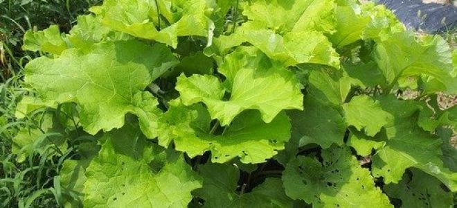 Лопух: полезные свойства и противопоказания