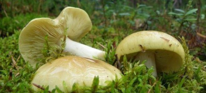 Грибы зеленушки: причины, симптомы и лечение отравления