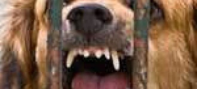 Бешенство: причины и этапы развития заболевания, клинические проявления патологии, особенности вакцинации и профилактика