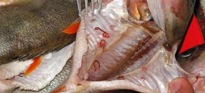 Могут ли быть в сырой или соленой селедке глисты: разбираем признаки