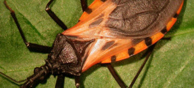 Триатомовый (поцелуйный) клоп: место обитания, опасность для человека, лечение