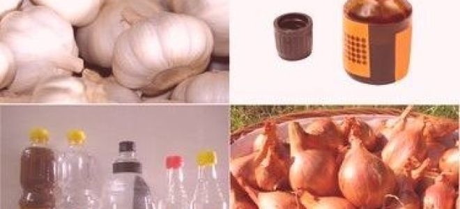 Грибок ногтей на руках: первые признаки и симптомы развития заболевания, современная диагностика и лечение болезни