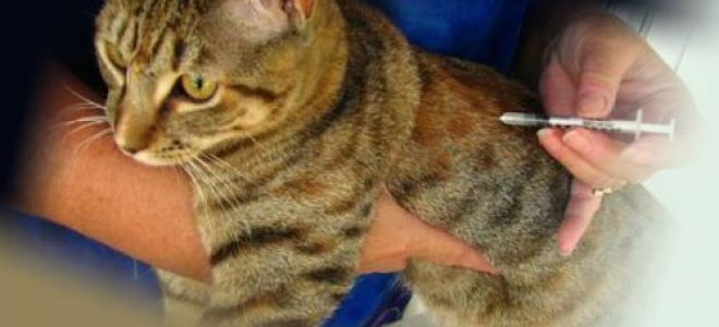 Анкилостомидоз: что это такое, симптомы заболевания, методы диагностики и лечения у человека, советы врачей