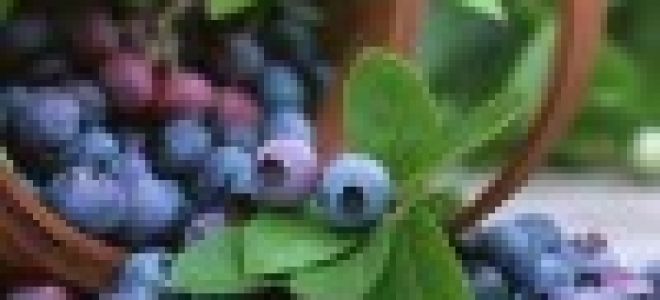 Астигматизм: причины возникновения, степени заболевания, лечение в клинике и в домашних условиях