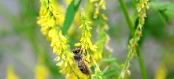 Как лечить плечелопаточный периартрит в домашних условиях: аптечные и народные средства, комплекс упражнений