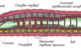 Кольчатые паразитические черви