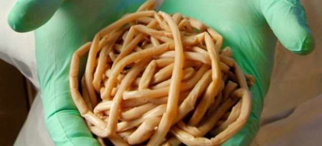 Как понять, что у кошки завелись глисты: симптомы заражения и фото паразитов с названиями и описанием, лечение питомца
