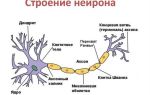 Мотонейрон (двигательный нейрон) альфа и гамма: куда проводит нервный импульс, где находится