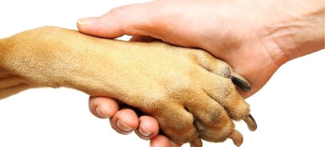 Цестодозы у животных и человека: симптомы, лечение и профилактика