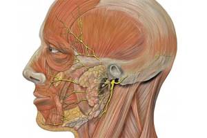 Неврит лицевого нерва: причины развития, классификация заболевания, клинические проявления и методы лечения