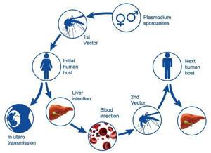 Симптомы малярии: формы и клинические признаки заболевания, обзор препаратов для лечения и профилактики заражения, методы диагностики и возможные осложнения