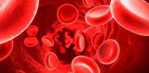 Железодефицитная анемия: причины развития и проявления заболевания, методы терапии и правила питания