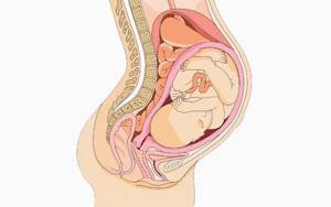 Опущение матки: причины патологии, характерные признаки, лечение в домашних условиях