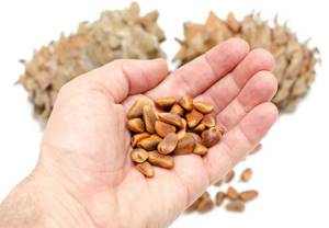 Кедровые орехи: полезные свойства и возможный вред для организма