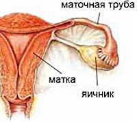 Дисфункция яичников: что это такое, симтпомы и лечение патологии, диагностика заболевания и планирование беременности