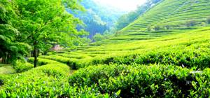 Польза и вред зеленого чая для здоровья: содержание витаминов и минералов, норма употребления и правила заваривания