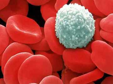 Почему лейкоциты в крови повышены: причины нарушения, сопутствующие симптомы, методы приведения к уровню нормы