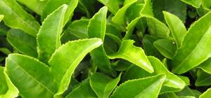 Польза и вред зеленого чая для здоровья: содержание витаминов и минералов, норма употребления и правила заваривания