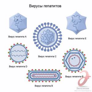 Гепатит А: этапы развития вирусного заболевания и первые признаки, методы лечения и последствия для организма человека