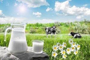 Польза и вред коровьего молока для организма: методы обработки и химический состав, рекомендации по выбору и применению
