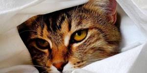 Кошачья двуустка (сосальщик сибирский): симптомы, лечение