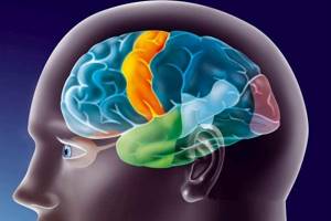 Ирритация диэнцефальных и корковых структур головного мозга: что это такое, симптомы, лечение