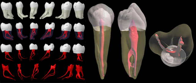 Сколько каналов и нервов в зубах человека, таблица