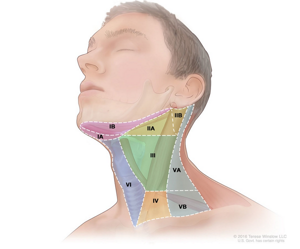 Где находятся лимфоузлы на шее и как проверить их состояние, зная схему расположения