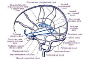 Синусы твердой мозговой оболочки: классификация, функции, патологии