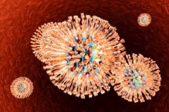 Вирус герпеса человека у взрослых: как передается и чем опасен 6 типа, классификация по типам, как долго живет на одежде