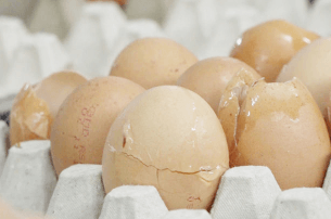 Сальмонеллез в перепелиных и куриных яйцах: как распознать