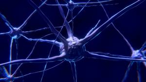 Мотонейрон (двигательный нейрон) альфа и гамма: куда проводит нервный импульс, где находится