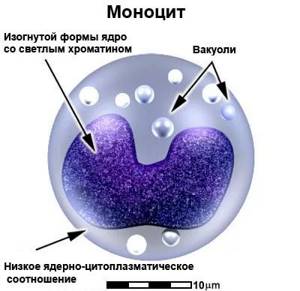 Моноциты в крови (повышены, понижены) – нормы у ребенка и взрослого