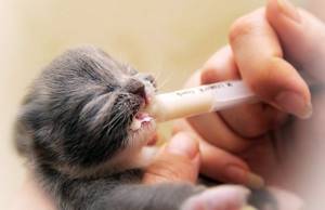 Симптомы, лечение и профилактика заражения котенка глистами: как проглистогонить малыша в домашних условиях